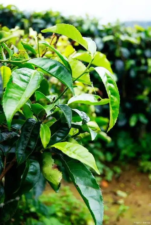 云南大叶种茶树植物学特征