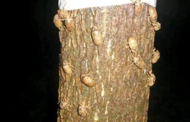 又到蝉鸣摸"猴"时 "知了猴"还能吃吗