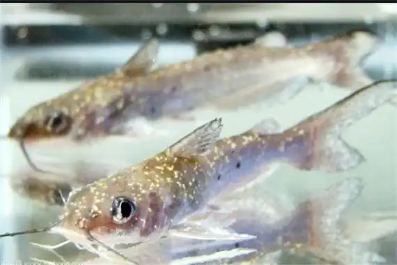 黄貂鱼7.毒蛇鱼8.狮子鱼9.石鱼10.吸血鲶鱼1.