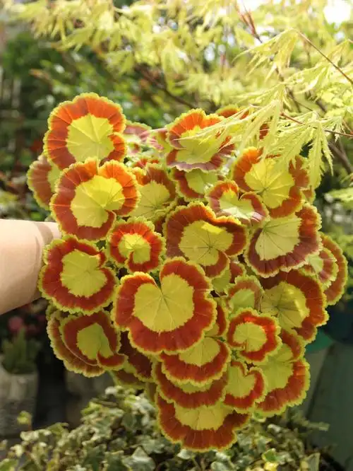 应该是拥有最美叶子的天竺葵了吧