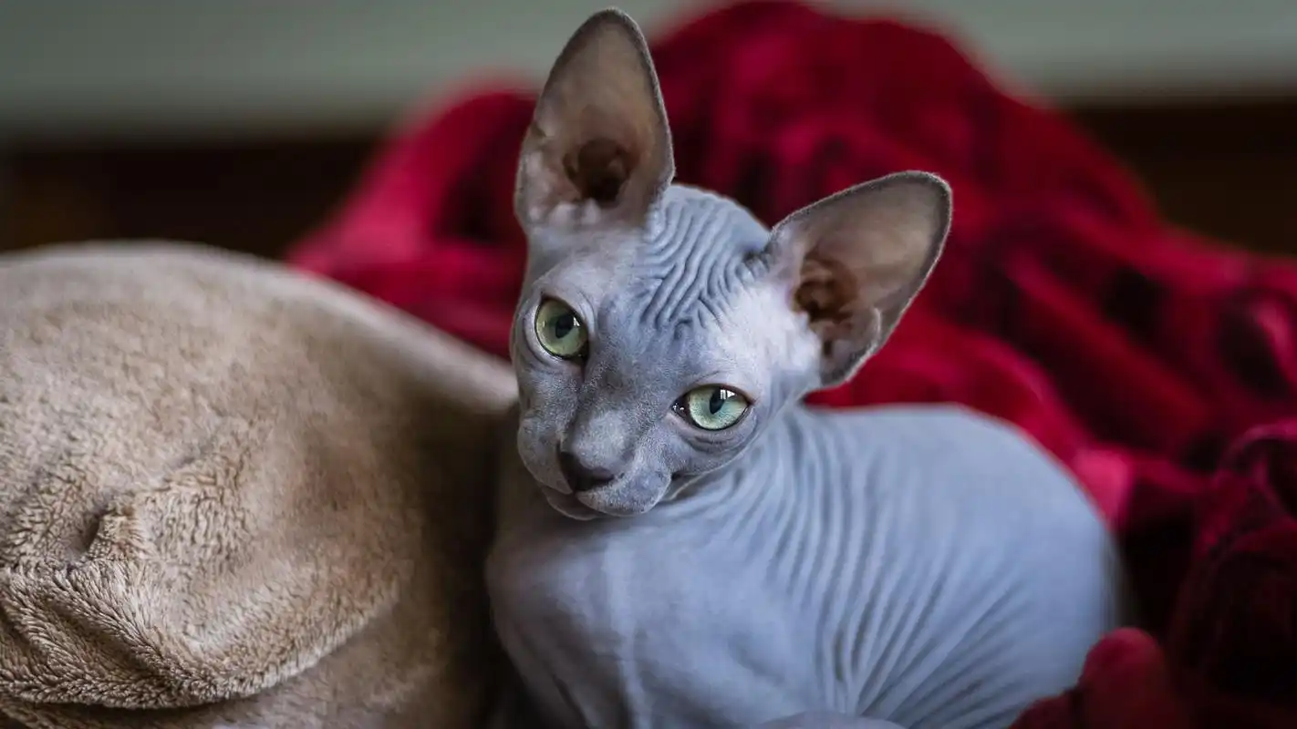 加拿大无毛猫,动物-回车桌面