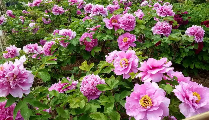 洛阳牡丹花正开