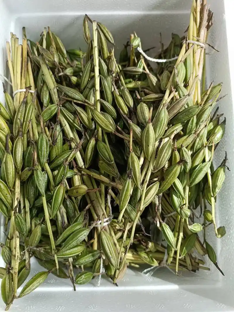 中草药材 毛慈菇果夹与苗子,需要的加关注私信我,提前预定 - 抖音