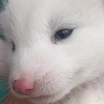 doubleyellow宠物狐狸活体雪狐白狐蓝狐家养萌宠迷你另类犬科蓝眼白狐