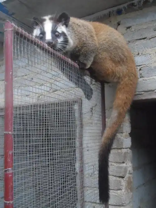 【商友圈更新日志】 - 文昌重兴恒生果子狸养殖场