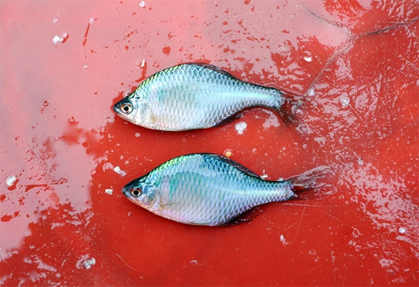 国内"知名度"很高,让钓鱼人很是头疼的10种小杂鱼,你知道几种_钓鱼