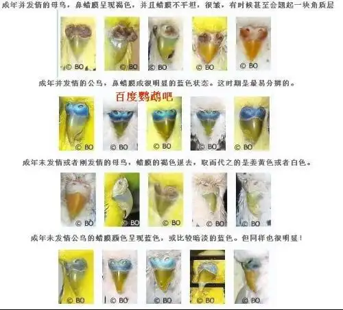 急 30帮我看下虎皮鹦鹉的公母