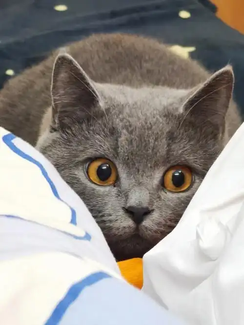 不知所措的修猫咪