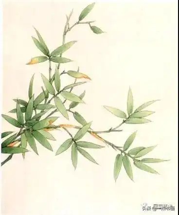 图文教程——工笔竹《春雨新篁》画法示范