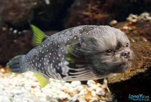 海关截获一批变异鱼,工作人员当场吓哭