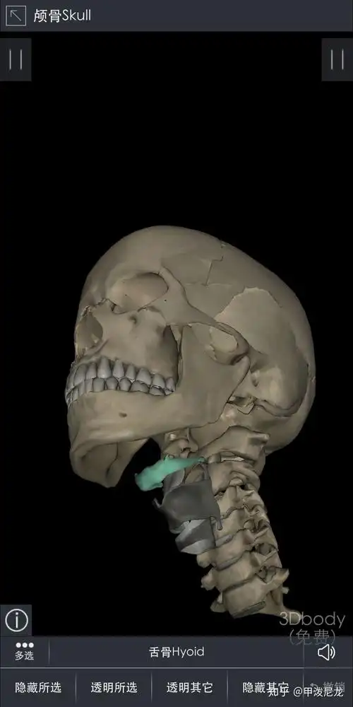 舌骨的位置最好有图求问舌骨的位置怎么找到它