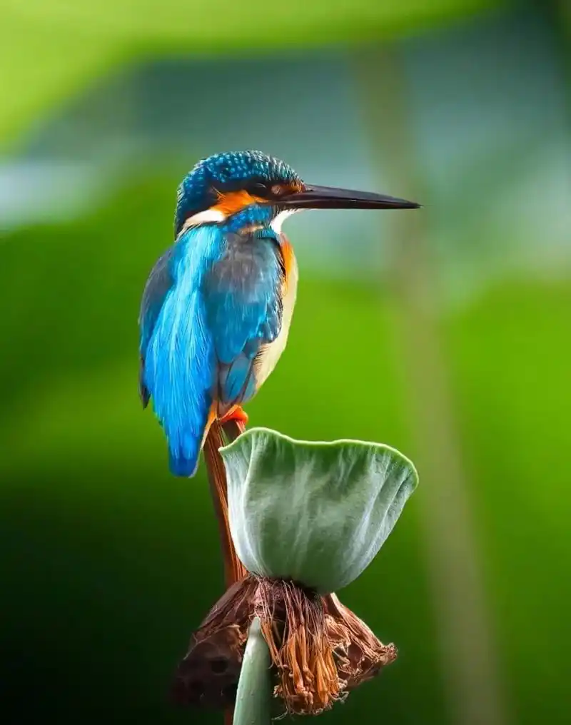 在光谷,都能观察到哪些鸟类?武汉观鸟