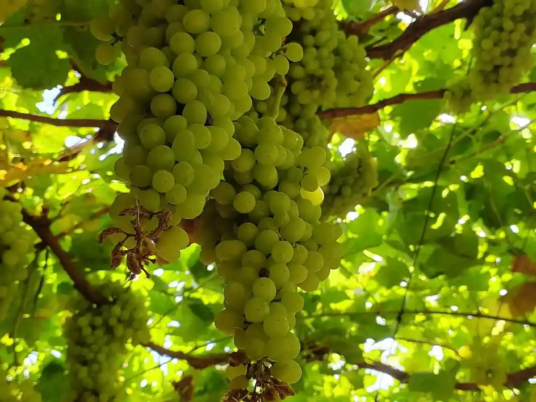 葡萄沟的美景 #新疆瓜果之乡 在吐鲁番的葡萄园里吃葡萄拍美 - 抖音