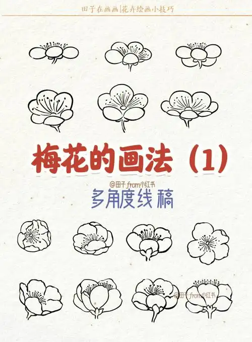 梅花的画法多角度线稿零基础绘画教程