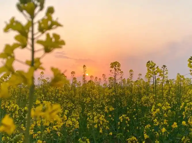山黛满目,春生万物,有树可栖,未来可期.#生活明朗万物可爱