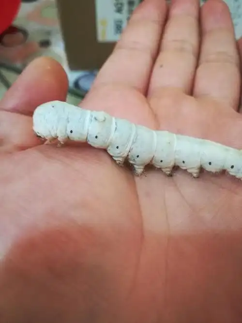 三十一日龄,蚕宝宝胖乎乎,好可爱.我敢抓在手上观察它,你们敢吗?哈哈