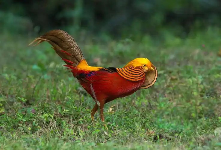 百鸟之王……鹥(凤凰),太阳神鸟