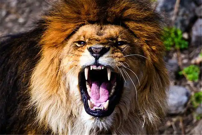 一个真实的纪录片记录了饲养员被两只狮子撕咬的全过程吓人