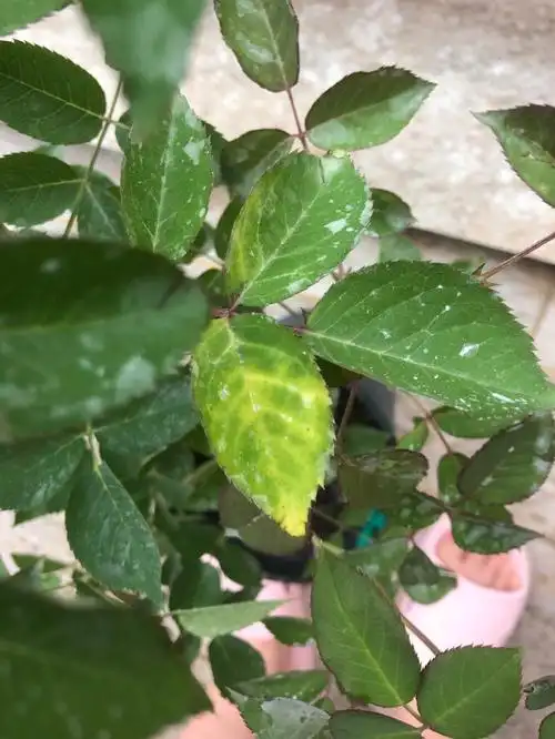 花友们月季这样是闷根了吗