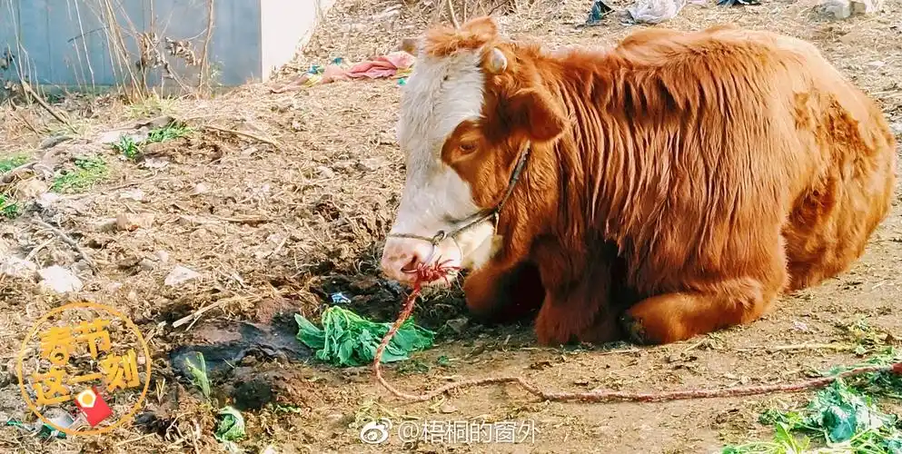 生活里的惊喜,多来自于踏踏实实的热爱.