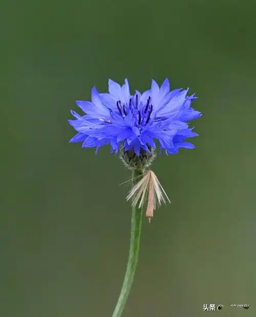 五月花——矢车菊
