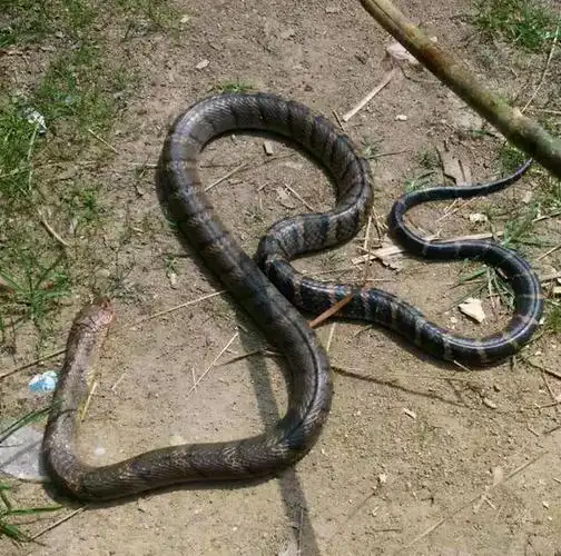 40分钟身亡广东一村民被过山峰咬伤不幸身亡这蛇有多毒