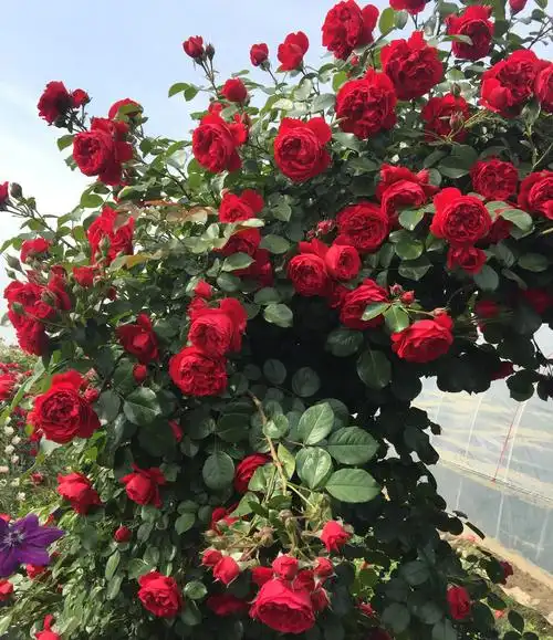 佛罗伦蒂娜月季优缺点(这8种藤本月季优缺点一目了然)