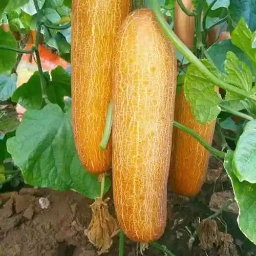 源外园东北老黄瓜农家新鲜黄皮老黄瓜种蔬菜麻皮大黄瓜东北特产产地