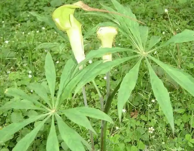 常见的8种植物草,都是有剧毒的,野外碰见了不要碰!