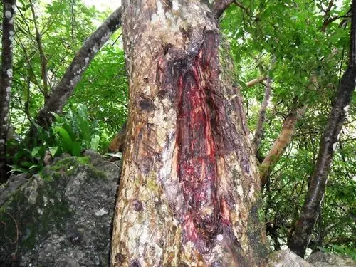惊!大树树干竟然会流血 重庆现罕见龙血树