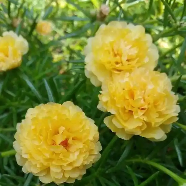 天气再热也要养盆太阳花,越热越开花,给点阳光就灿烂,充满生机