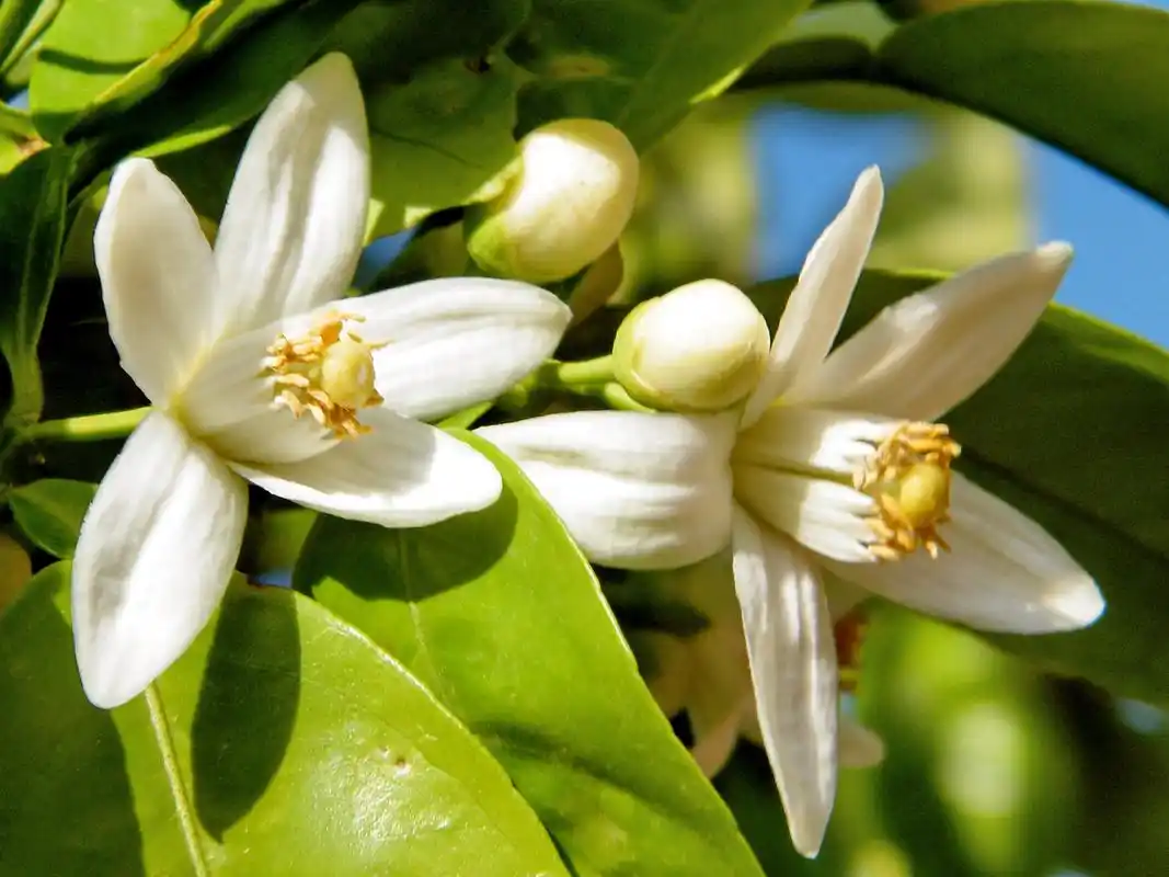 玳玳花能和酸枣仁一起喝吗	 玳玳花通常能和酸枣仁一起喝.