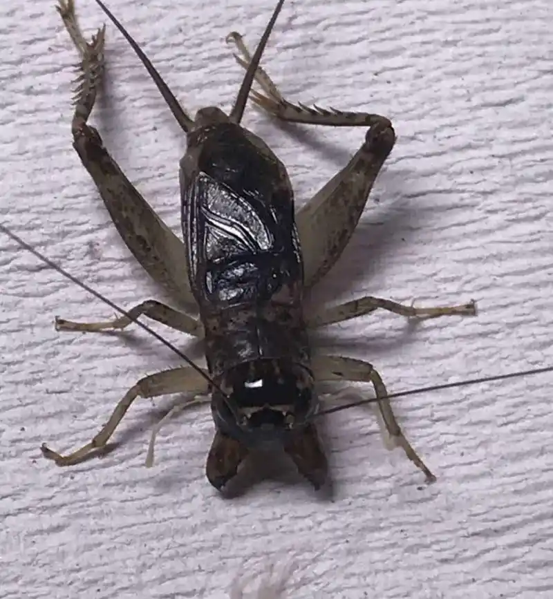 蟋蟀鉴赏:红牙青