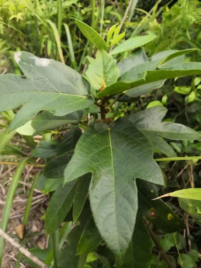 真假五指毛桃 用你现有的认识来辨认一下吧现在很多爬山的人都喜欢挖