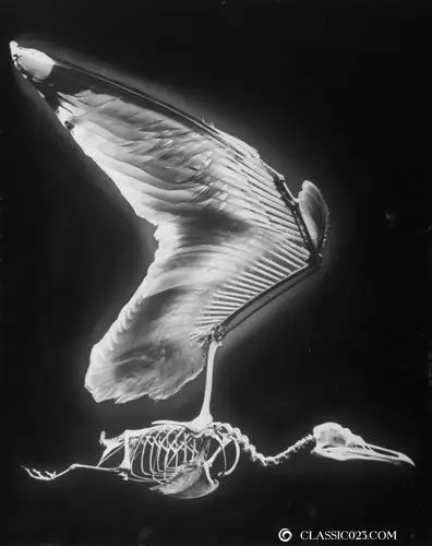 (图说天下)富有美感的进化艺术:镜头下的骨骼标本