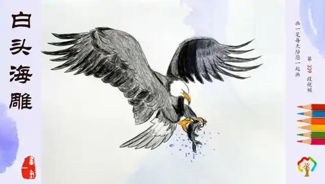 彩铅画白头海雕是一种大型猛禽性情十分凶猛