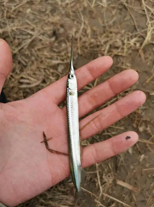 大别山里发现奇鱼,体型细长似利箭,当地钓鱼人:第一次见