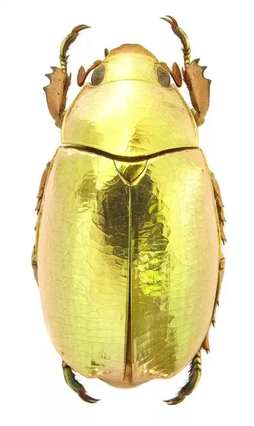 在全世界的三万多种金龟科昆虫中,有一些格外美丽(美味).