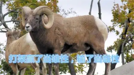 大角羊神奇的分配方式,打架赢了当雄性,输了当雌性