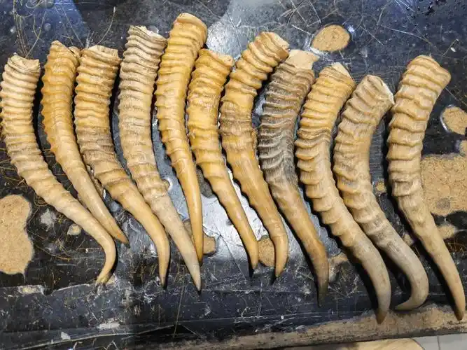 穿山甲鳞片和普氏原羚(黄羊角)均属于珍贵,濒危野生动物,国家一级保护