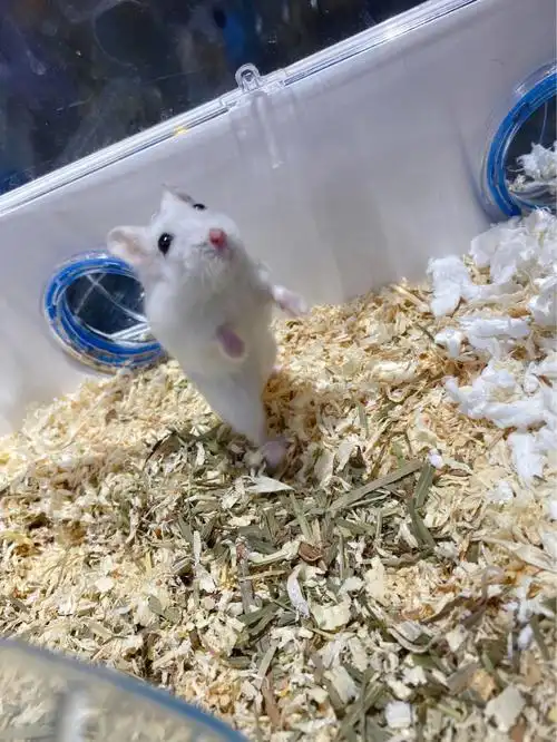 仓鼠来啦新手养鼠需要准备些什么