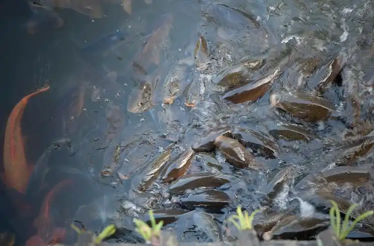 金鱼在池塘里挤作一团图片下载