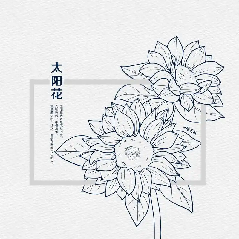 插画打卡day08 太阳花.太阳花线稿 上色 应用#米你课堂 - 抖音