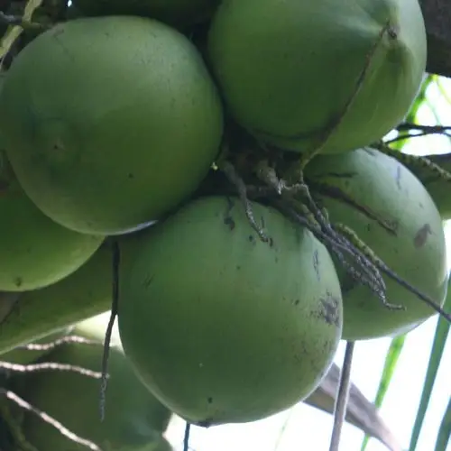 批发海南新鲜水果 青椰子带皮椰子 椰子肉厚 按个 一件代发 - 食品饮