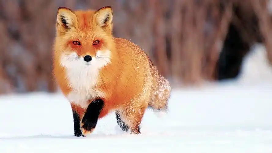 冬季雪,小狐狸 桌布 - 1920x1080 全高清