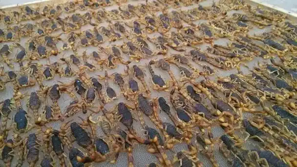 杀鸡取卵!"捕蝎子大军"横扫贺兰山,几千吨蝎子被端上餐桌