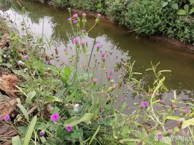 绿叶红背,形似蒲公英,有人说它是客家状元汤里不可缺少的灵魂