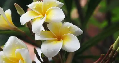 唯美黄色鸡蛋花