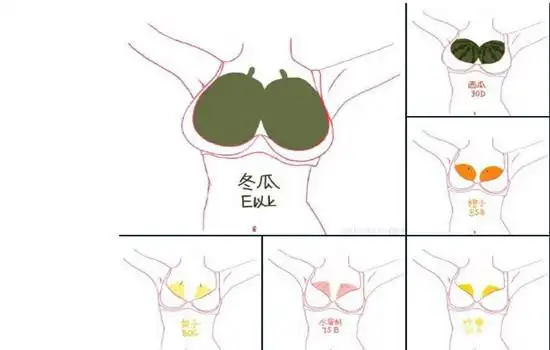 5cm,e约20cma,b,c,d,e罩杯胸围大概多少cm上下胸围差20cm.