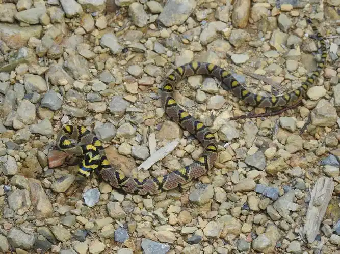 后河保护区玉斑蛇2